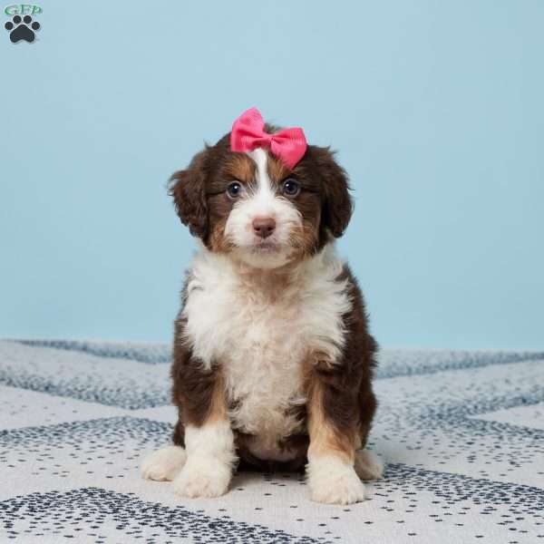 Addi, Mini Aussiedoodle Puppy